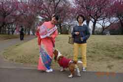 バセットハウンド画像